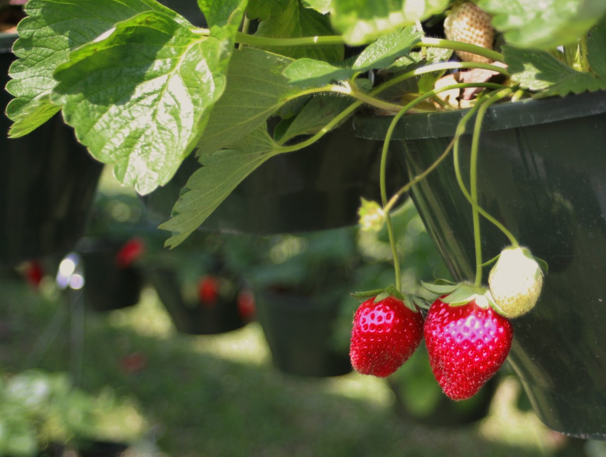 Ponchatoula Strawberry Festival